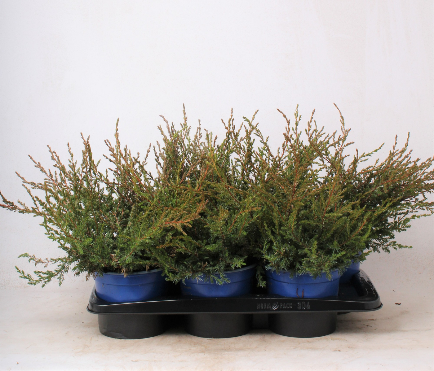 Planta naturala Verzweigte Busch H35cm Juniperus communis 'Repanda' PS17/ in pamant