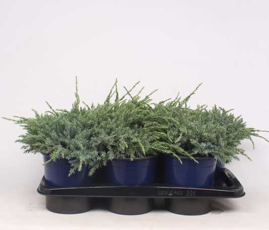 Planta naturala Verzweigte Busch H35cm Juniperus squamata 'Blue Carpet' PS17/ in pamant