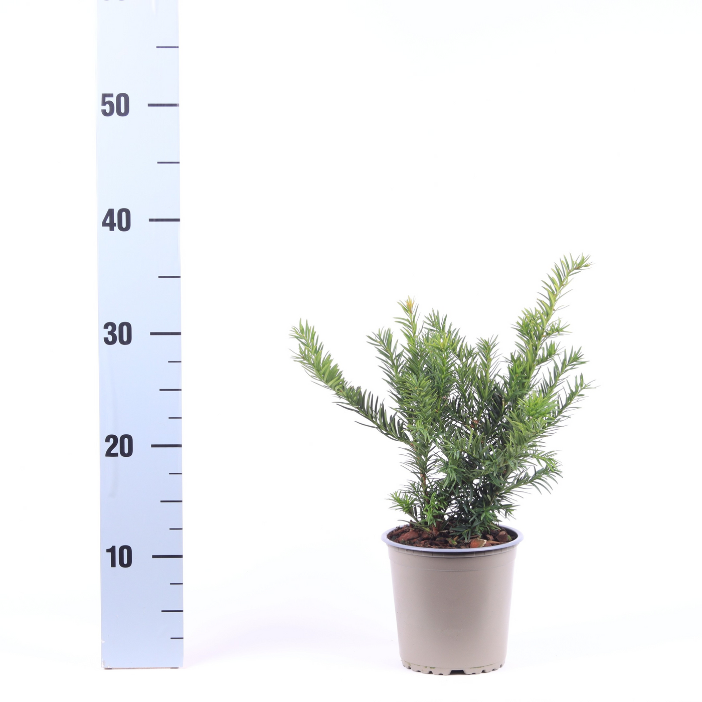 Planta naturala Verzweigte Busch H35cm Taxus baccata 'Repandens' PS13/ in pamant