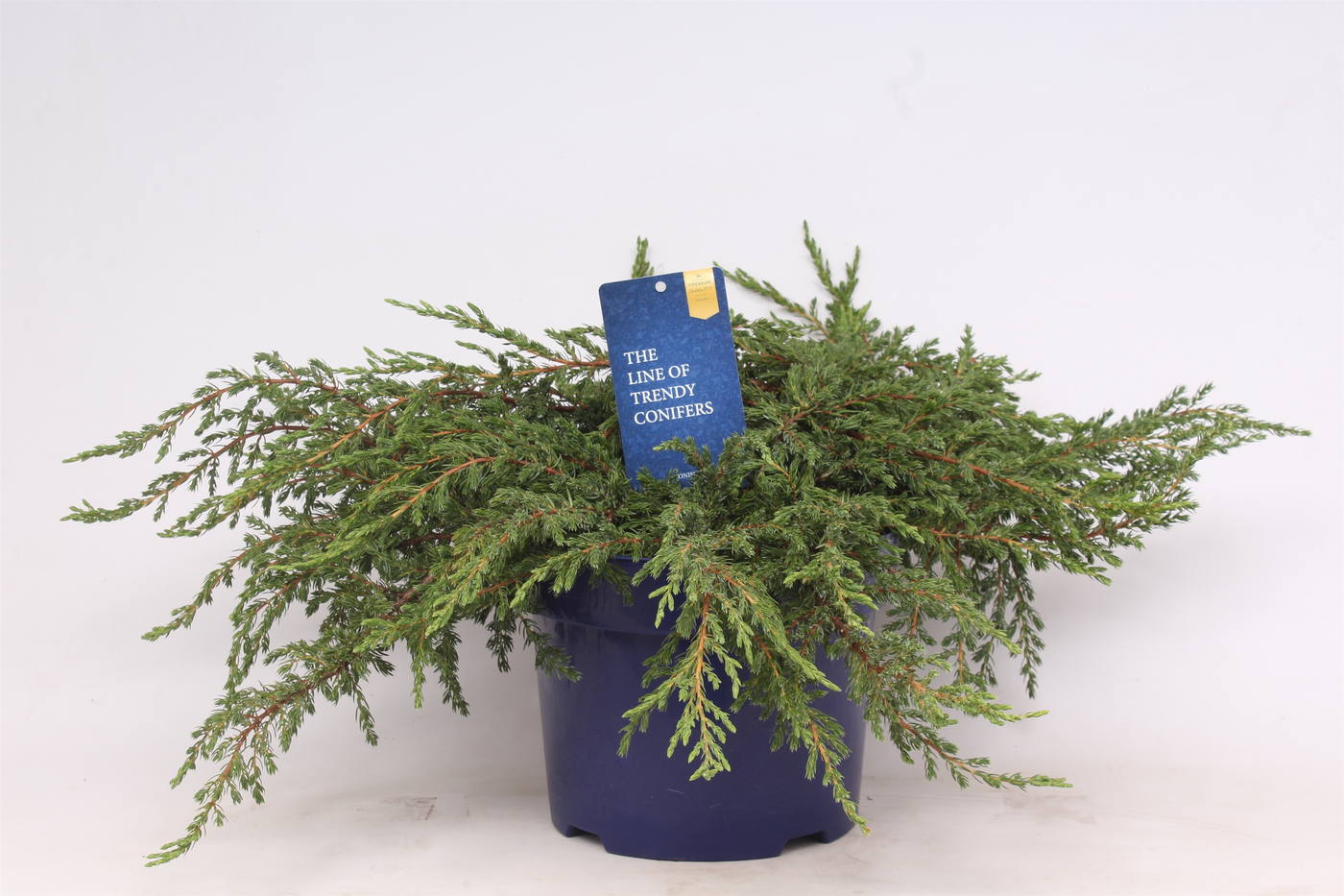 Planta naturala Verzweigte Busch H40cm Juniperus communis 'Repanda' PS23/ in pamant