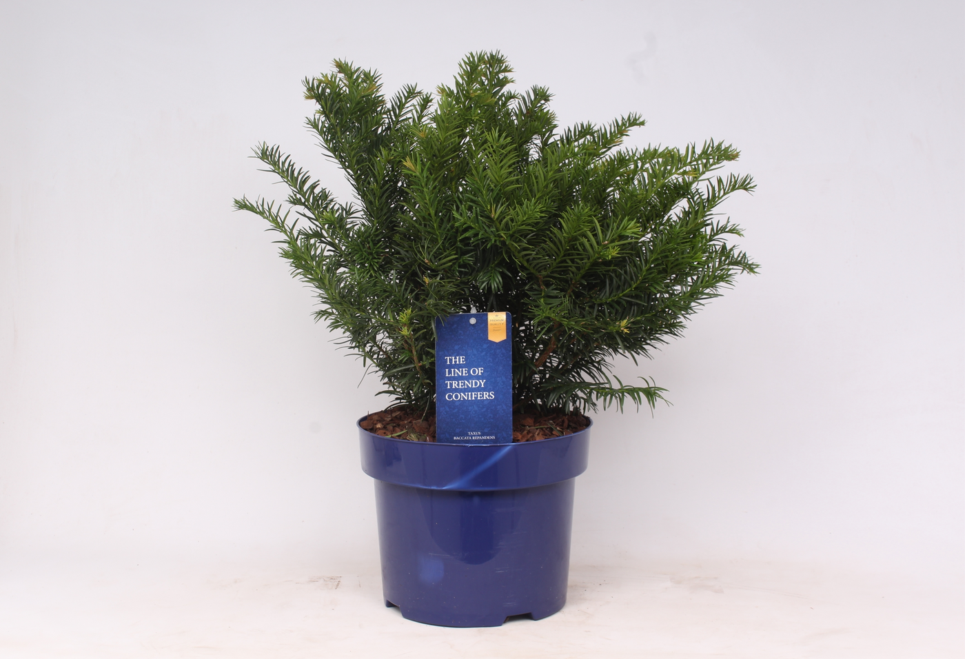 Planta naturala Verzweigte Busch H50cm Taxus baccata 'Repandens' PS23/ in pamant