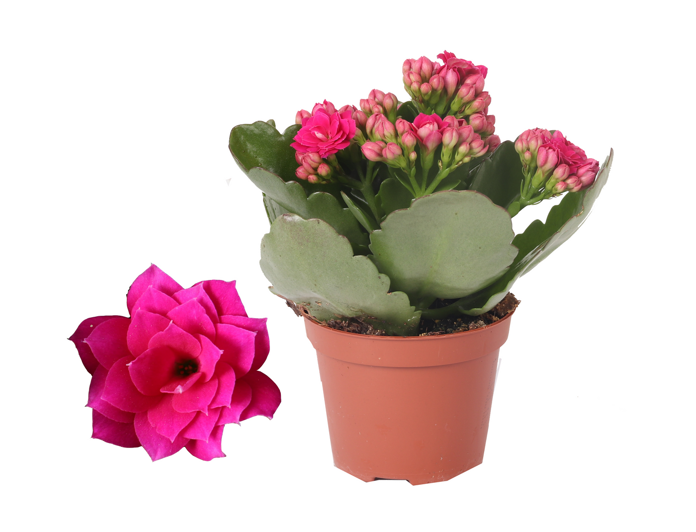 Planta naturala Violet H12cm Kalanchoe Rosalina Don Victorio PS6/ in pamant