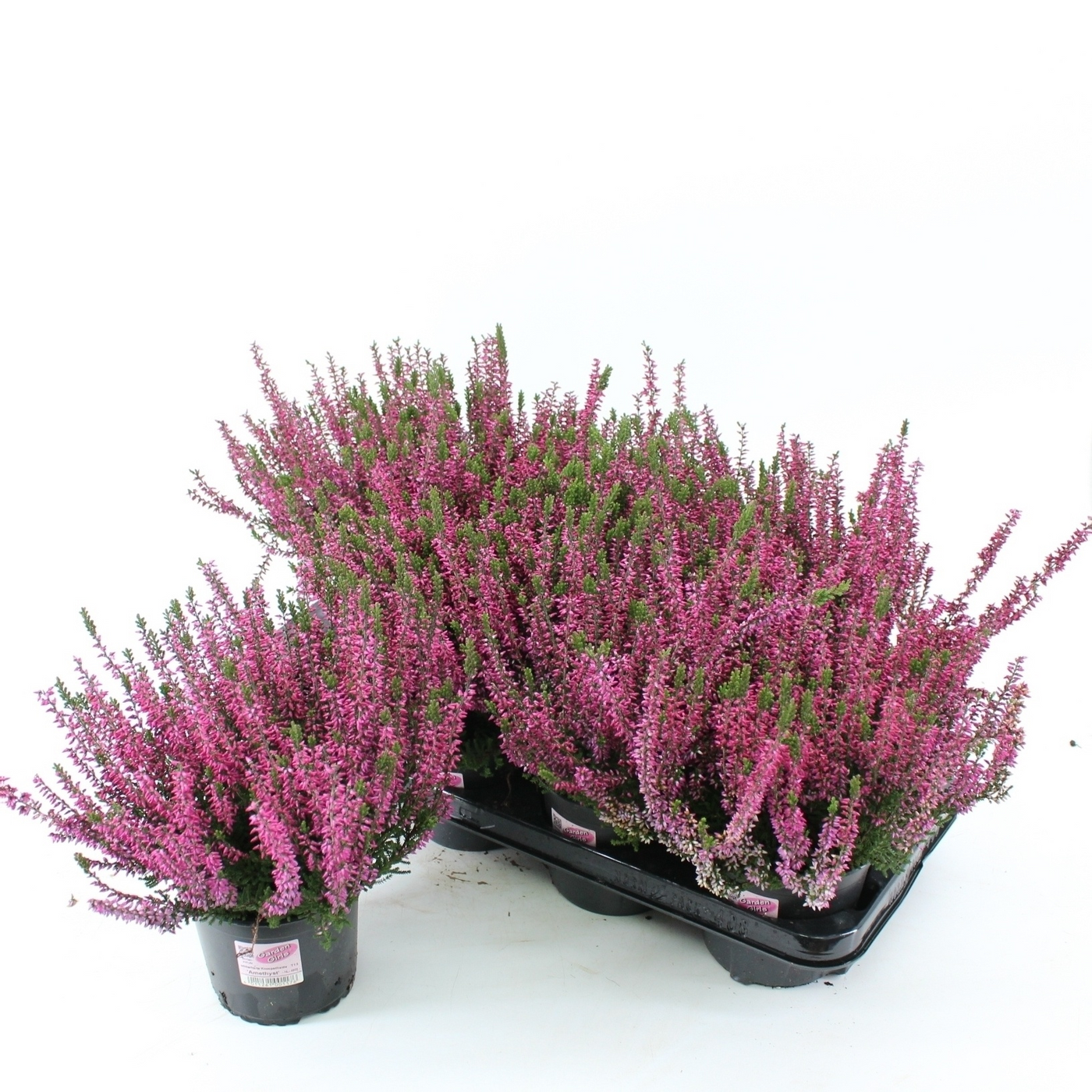 Planta naturala Violet H15cm Calluna vulgaris Garden Girls 'Amethyst' PS13/ in pamant
