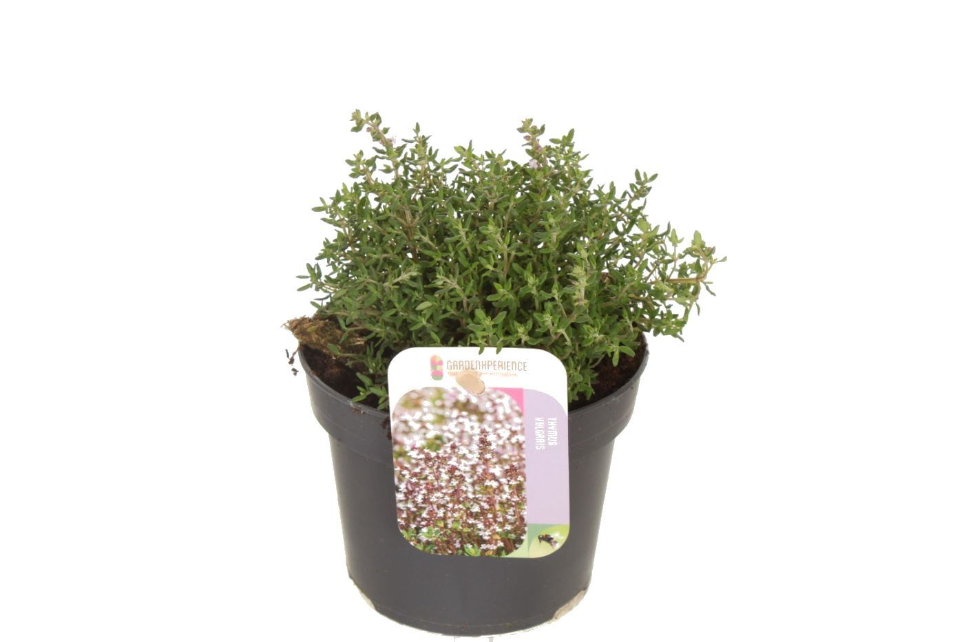 Planta naturala Violet H15cm Thymus vulgaris 'Compactus' PS13/ in pamant