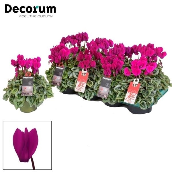 Planta naturala Violet H25cm Cyclamen persicum kleinbloemig Super Serie Picasso PS11/ in pamant