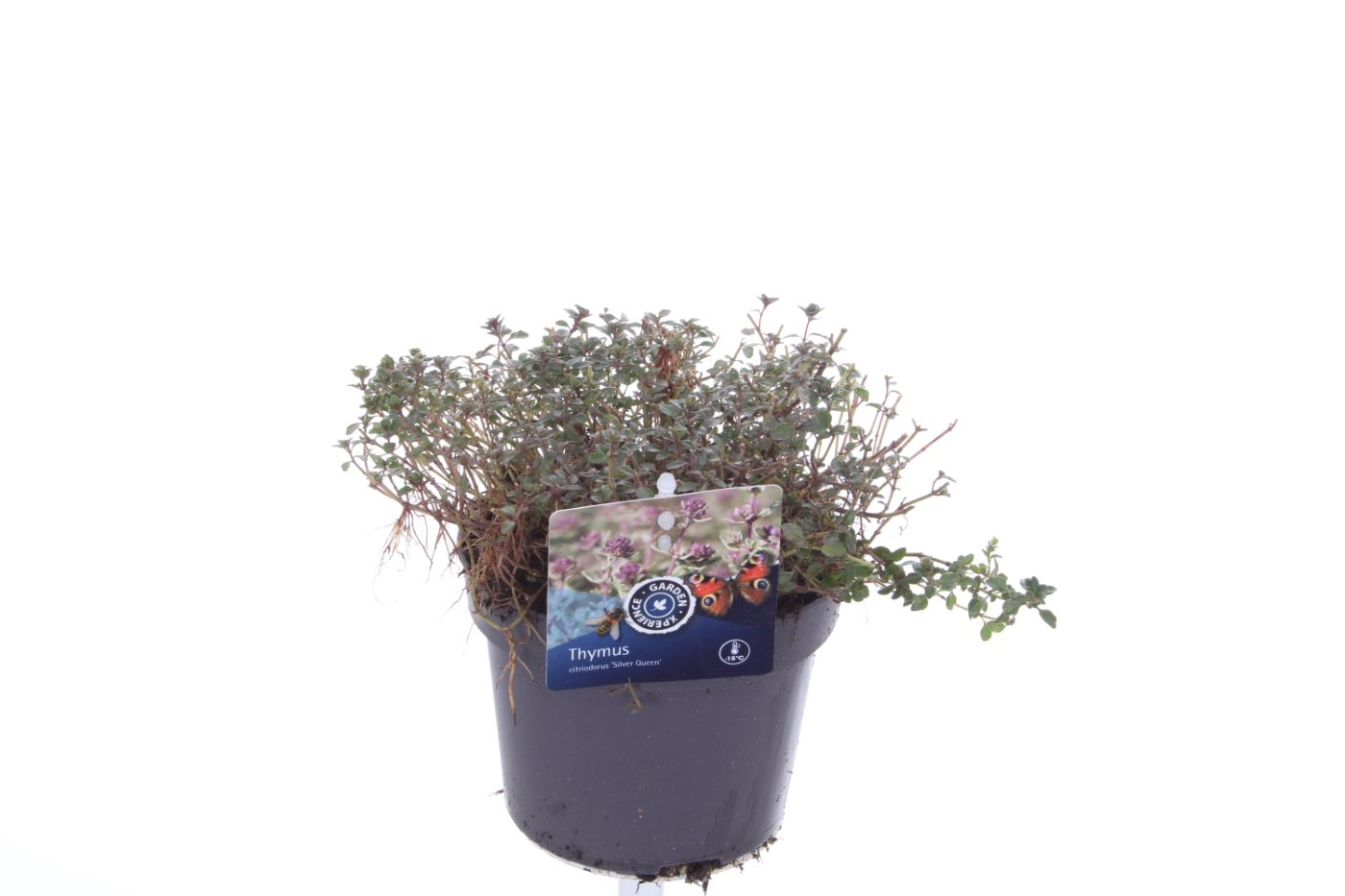 Planta naturala Violet H25cm Thymus x citriodorus 'Silver Queen' PS13/ in pamant