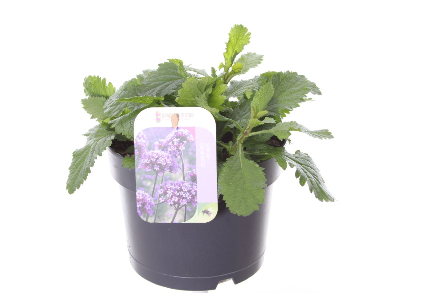 Planta naturala Violet H30cm Verbena bonariensis PS17/ in pamant