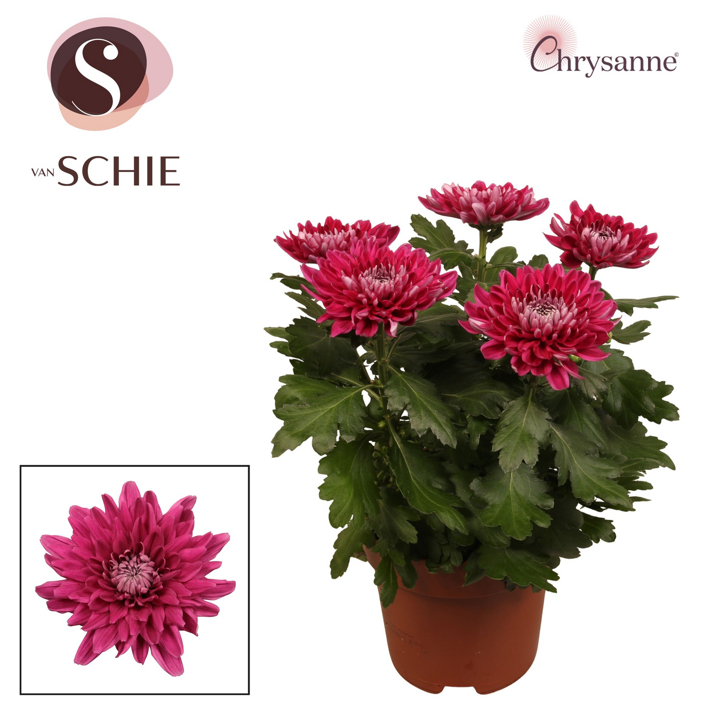 Planta naturala Violet H35cm Chrysanthemum Zembla Next PS17/ in pamant