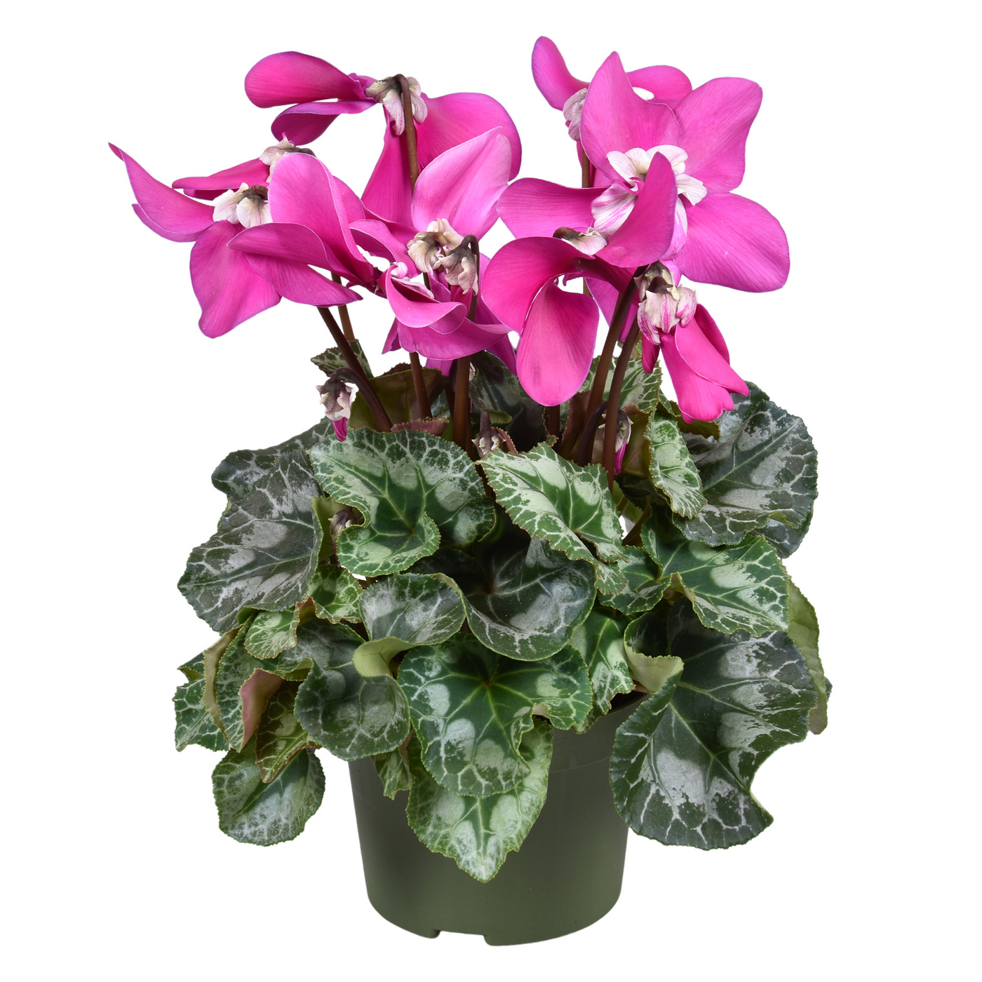 Planta naturala Violet H35cm Cyclamen persicum grootbloemig Fleur En Vogue PS13/ in pamant