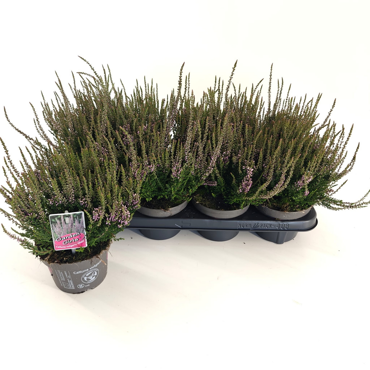 Planta naturala Violet/White H15cm Calluna vulgaris Garden Girls 'Hilda' PS13/ in pamant
