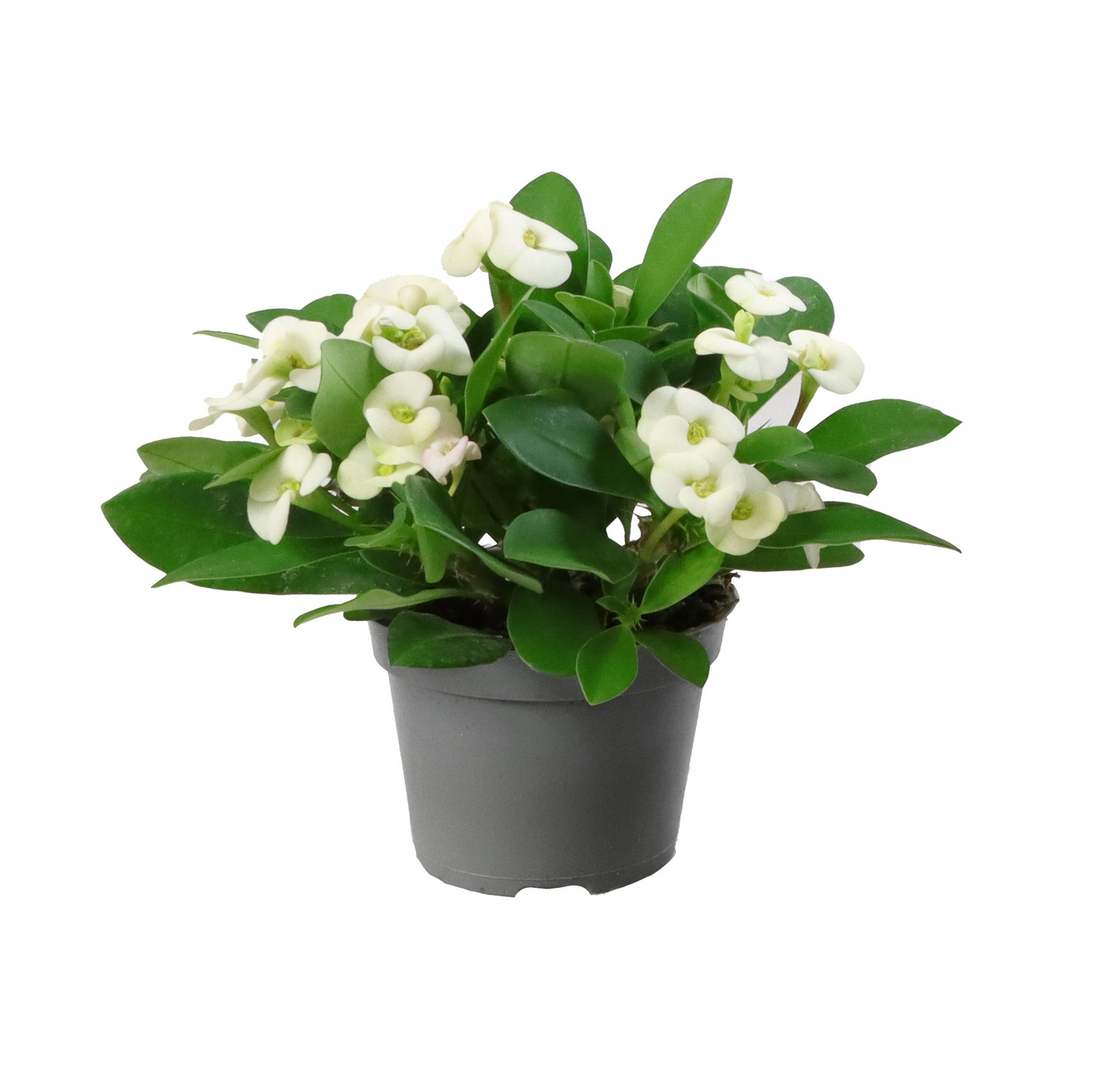 Planta naturala White H15cm Euphorbia Milii Hector PS6/ in pamant