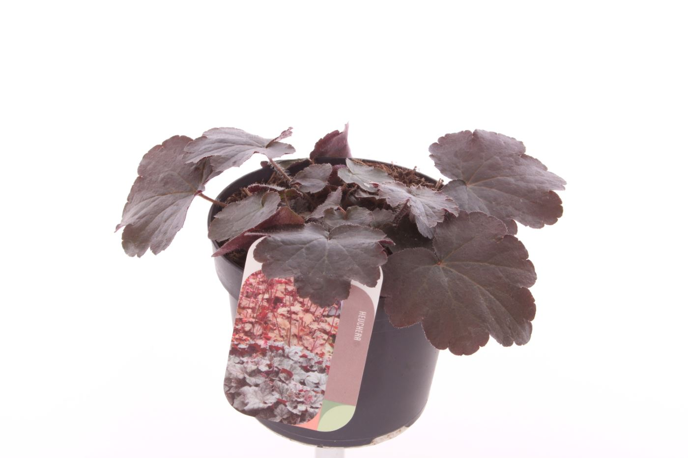 Planta naturala White H15cm Heuchera micrantha 'Palace Purple' PS13/ in pamant