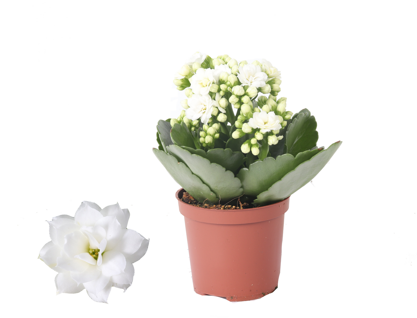 Planta naturala White H15cm Kalanchoe Rosalina Don Dione PS7/ in pamant