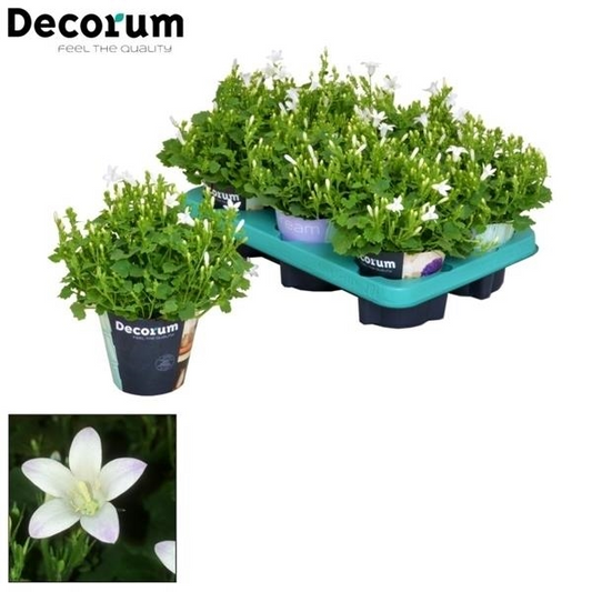 Planta naturala White H17cm Campanula portenschlagiana Porto Ice White PS11/ in pamant