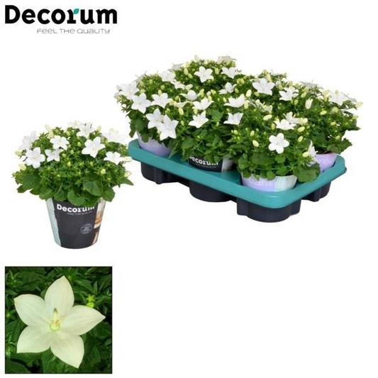 Planta naturala White H20cm Campanula isophylla Atlanta White PS11/ in pamant