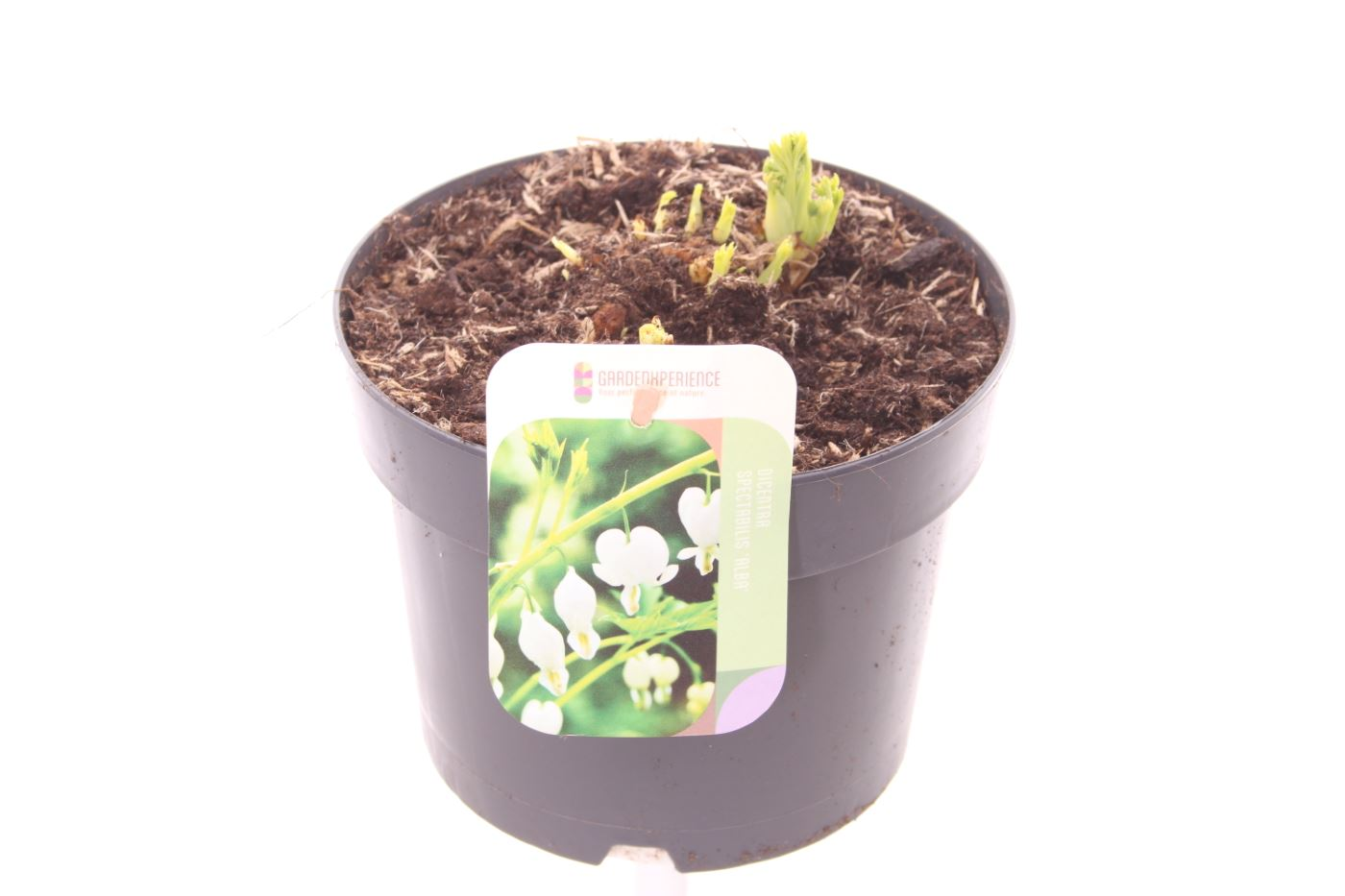 Planta naturala White H20cm Dicentra spectabilis 'Alba' PS17/ in pamant