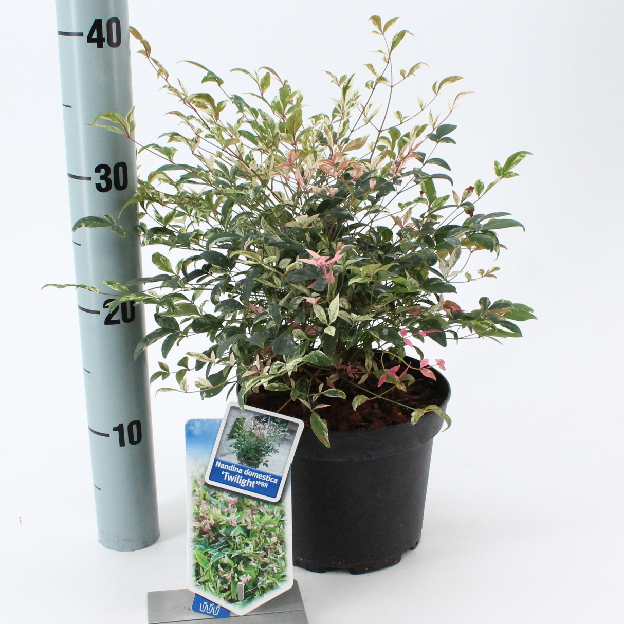Planta naturala White H20cm Nandina domestica Twilight PS17/ in pamant