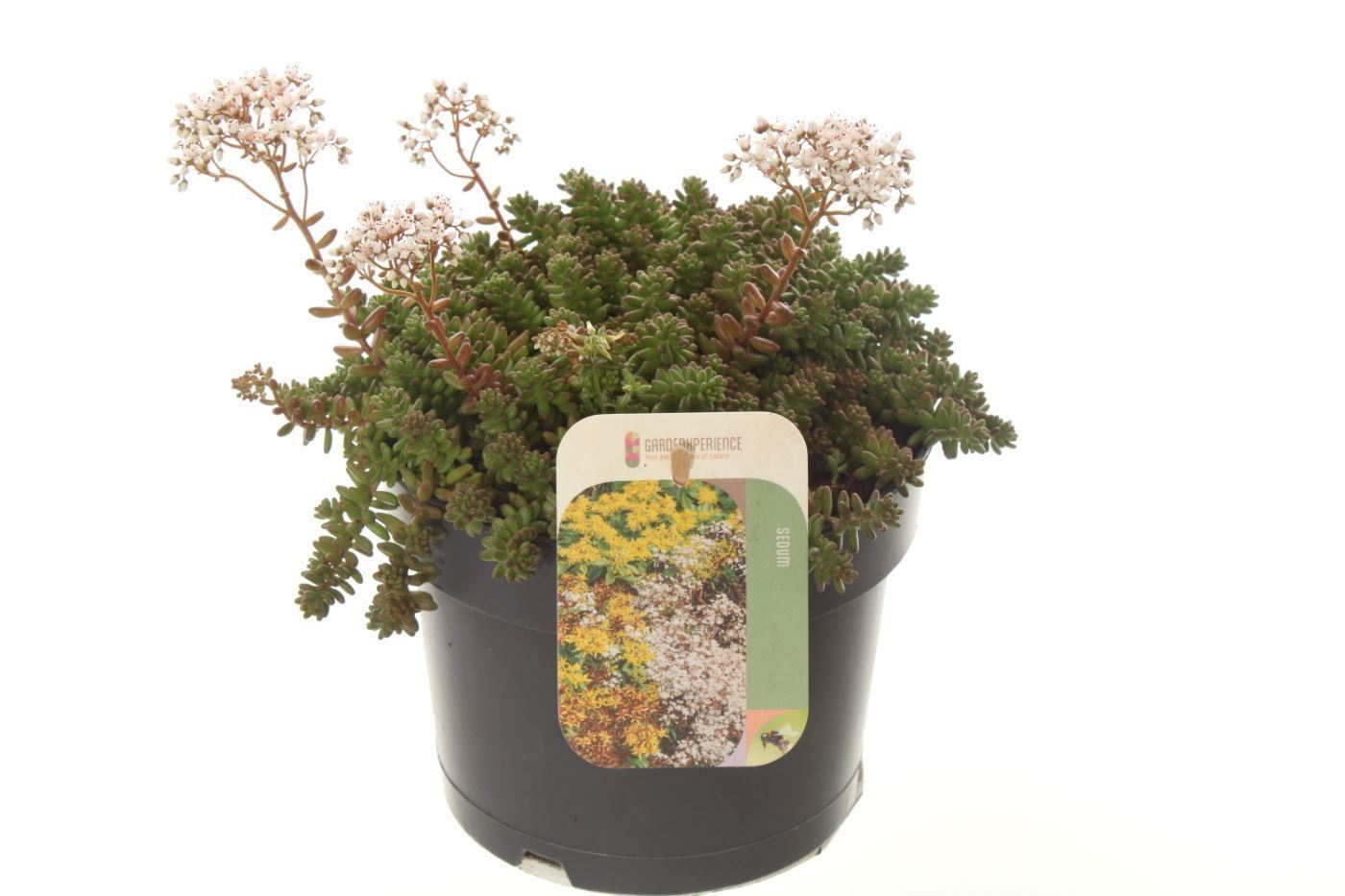 Planta naturala White H20cm Sedum album 'Coral Carpet' PS17/ in pamant