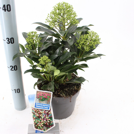 Planta naturala White H20cm Skimmia japonica Rubesta Cuba PS17/ in pamant