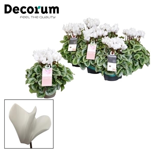 Planta naturala White H25cm Cyclamen persicum kleinbloemig Super Serie Picasso PS11/ in pamant