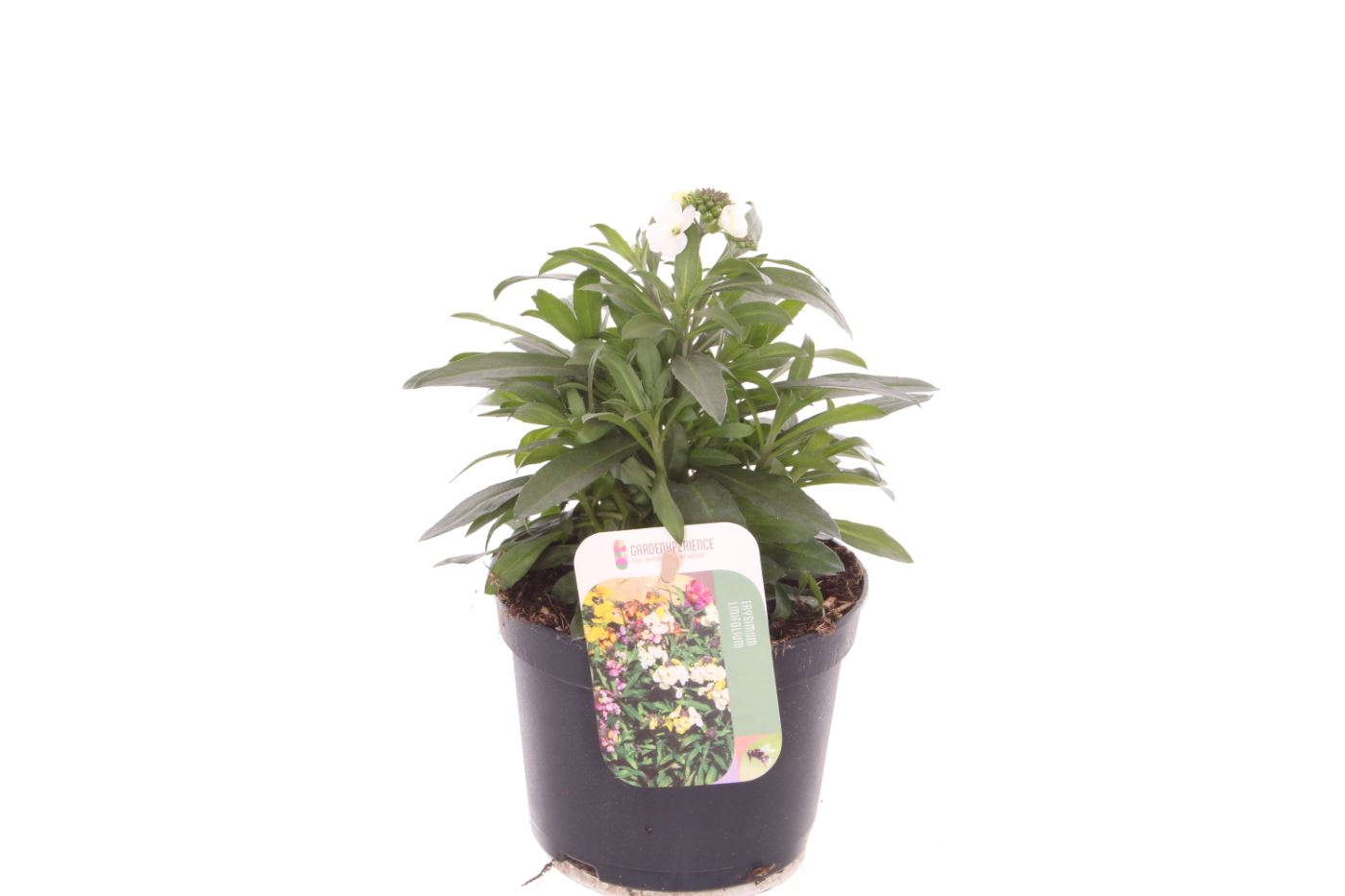 Planta naturala White H25cm Erysimum linifolium PS13/ in pamant
