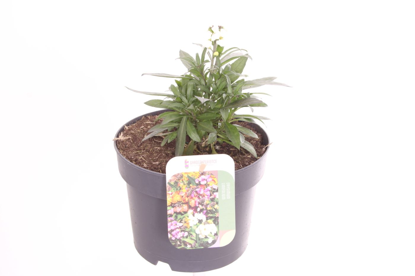 Planta naturala White H25cm Erysimum linifolium PS17/ in pamant
