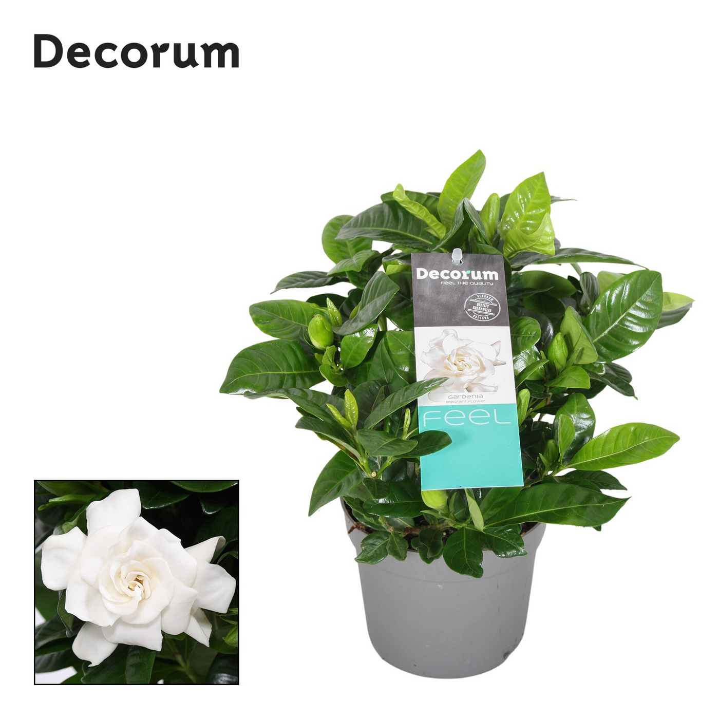 Planta naturala White H25cm Gardenia Jasminoides PS13/ in pamant