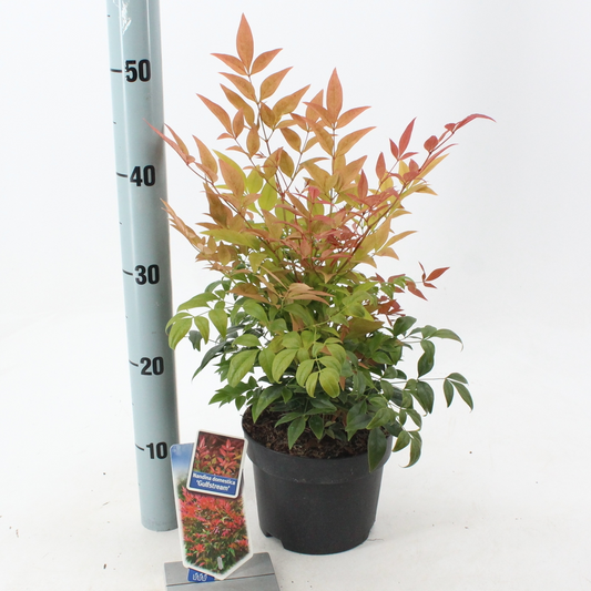 Planta naturala White H25cm Nandina domestica Gulfstream PS17/ in pamant