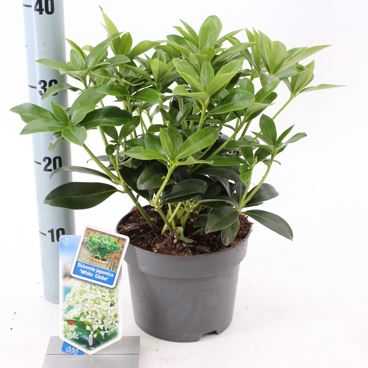 Planta naturala White H25cm Skimmia japonica White Globe PS17/ in pamant