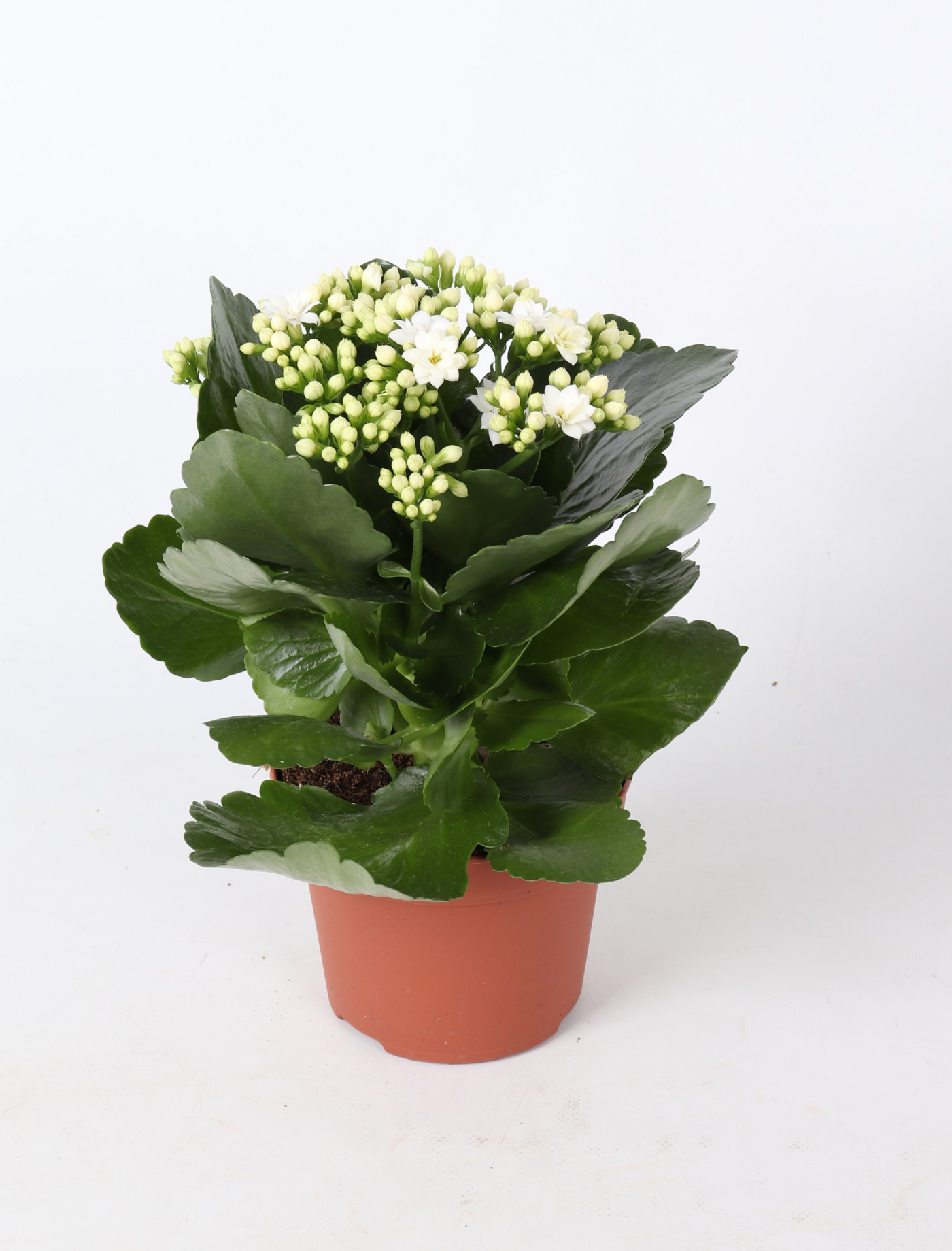Planta naturala White H27cm Kalanchoe Rosalina Don Dione PS12/ in pamant