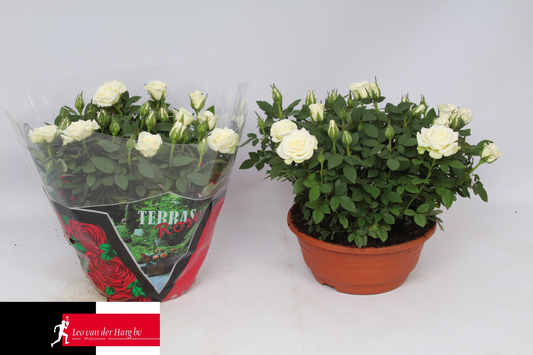 Planta naturala White H30cm Rosa Alaska Kordana PS21/ in pamant