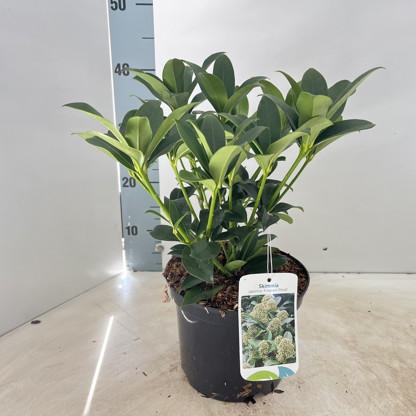 Planta naturala White H30cm Skimmia japonica 'Fragrant Cloud' PS19/ in pamant