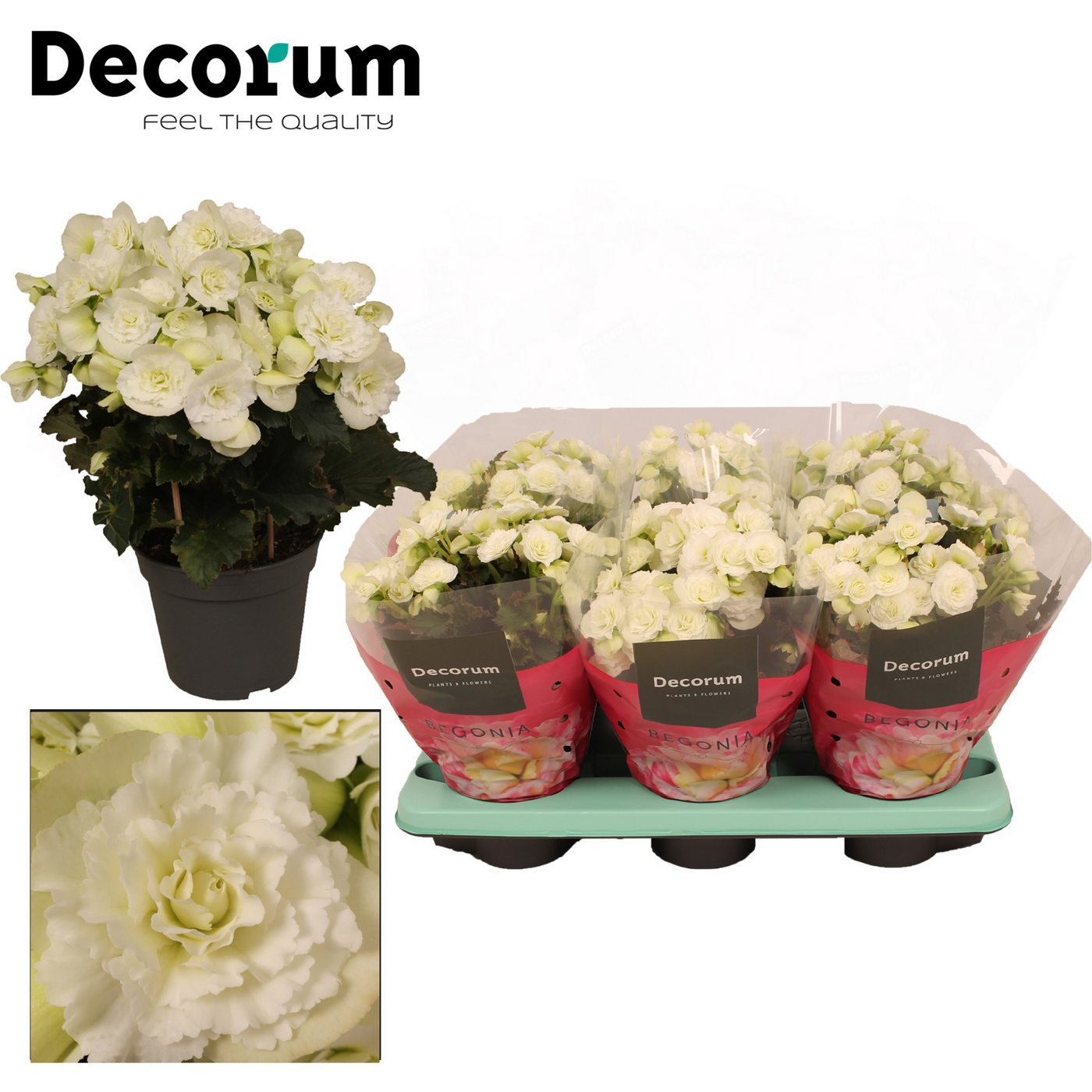 Planta naturala White H32cm Begonia Joy White PS14/ in pamant
