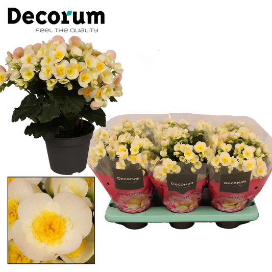 Planta naturala White H32cm Begonia Valentino White PS14/ in pamant