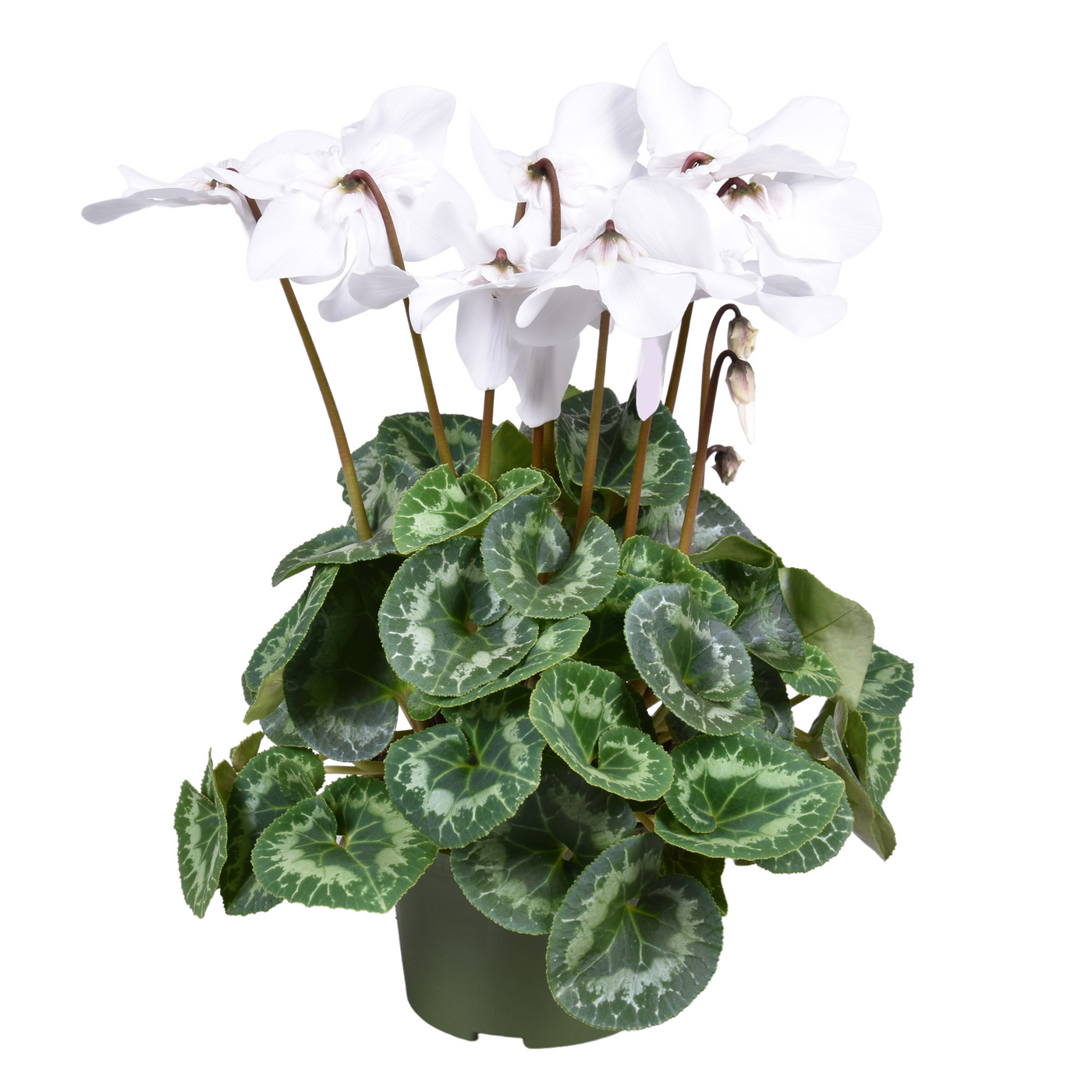 Planta naturala White H35cm Cyclamen persicum grootbloemig Fleur En Vogue PS13/ in pamant