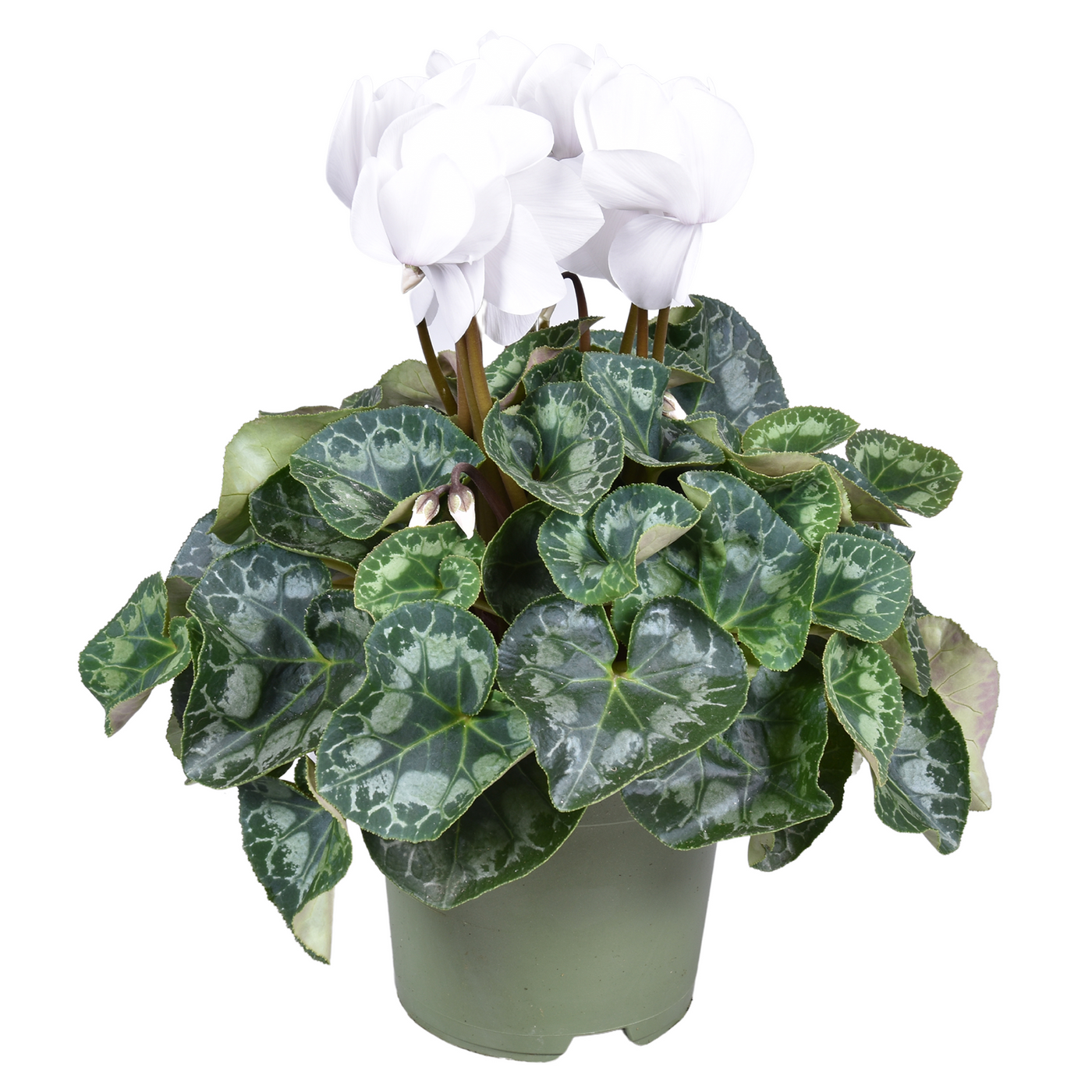 Planta naturala White H35cm Cyclamen persicum grootbloemig Halios PS17/ in pamant