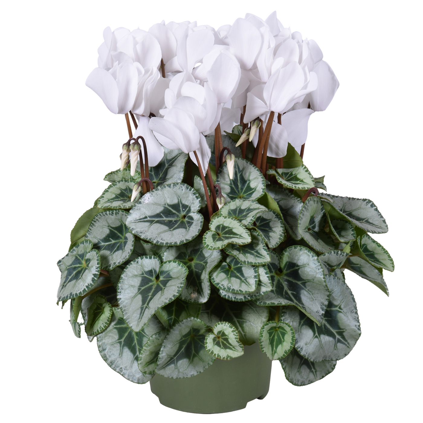 Planta naturala White H35cm Cyclamen persicum midi Metalis PS13/ in pamant