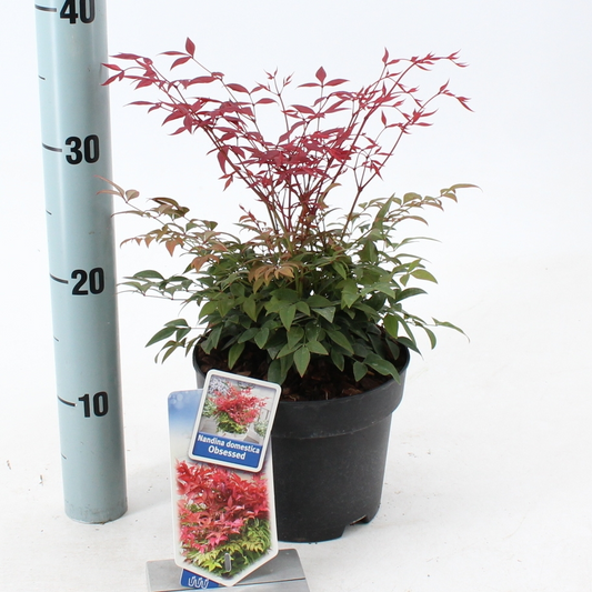Planta naturala White H35cm Nandina domestica Obsessed PS17/ in pamant
