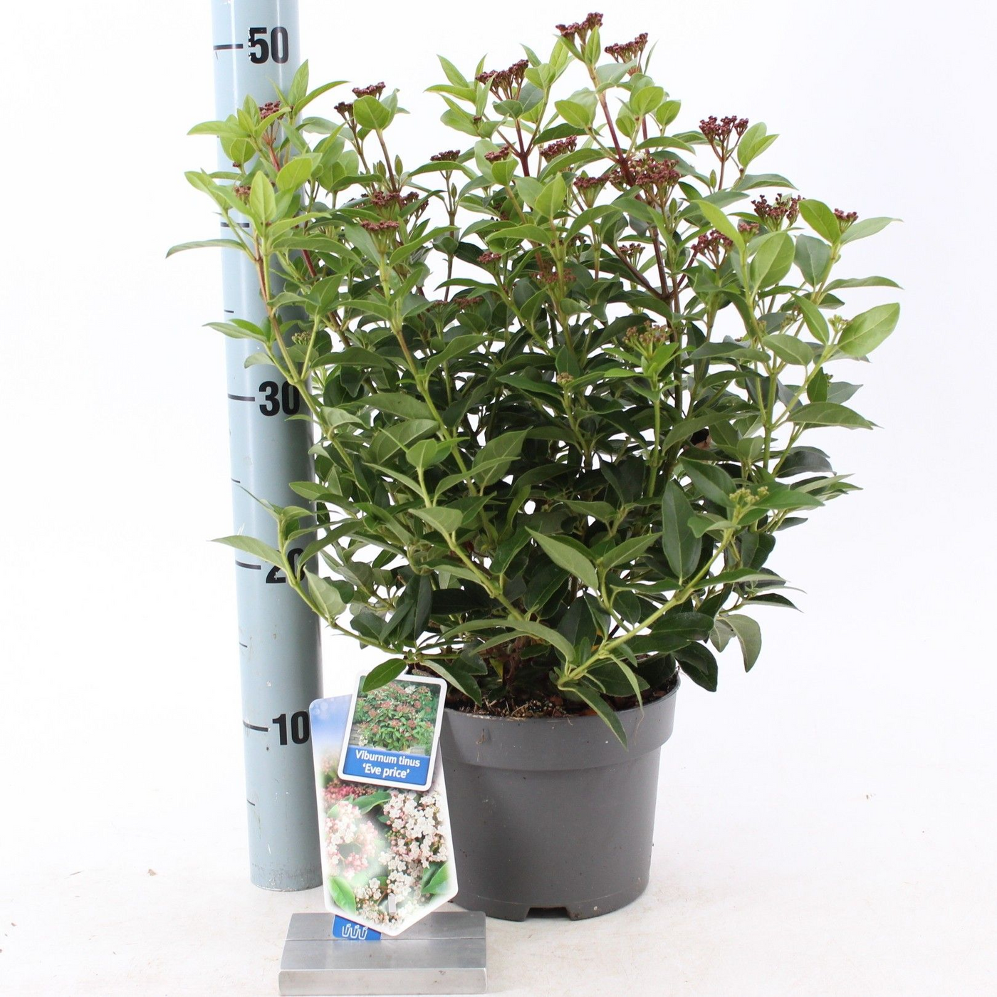 Planta naturala White H35cm Viburnum tinus 'Eve Price' PS17/ in pamant