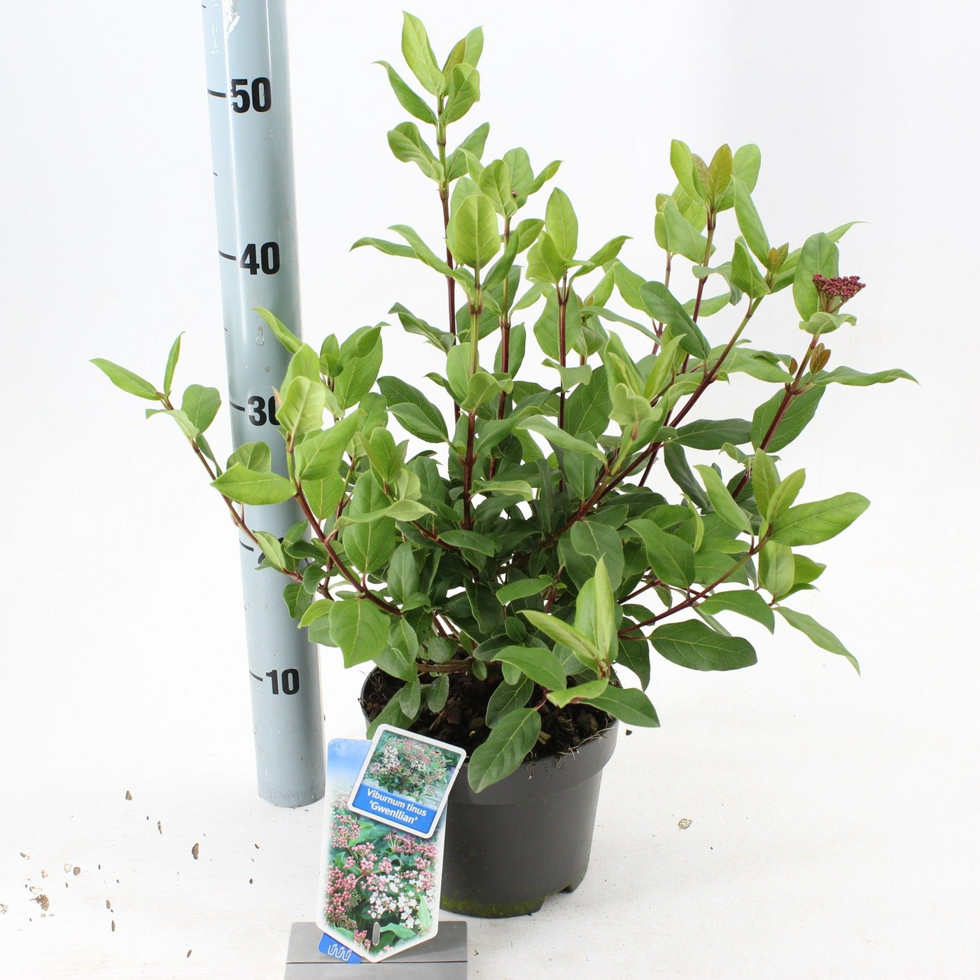 Planta naturala White H35cm Viburnum tinus 'Gwenllian' PS17/ in pamant