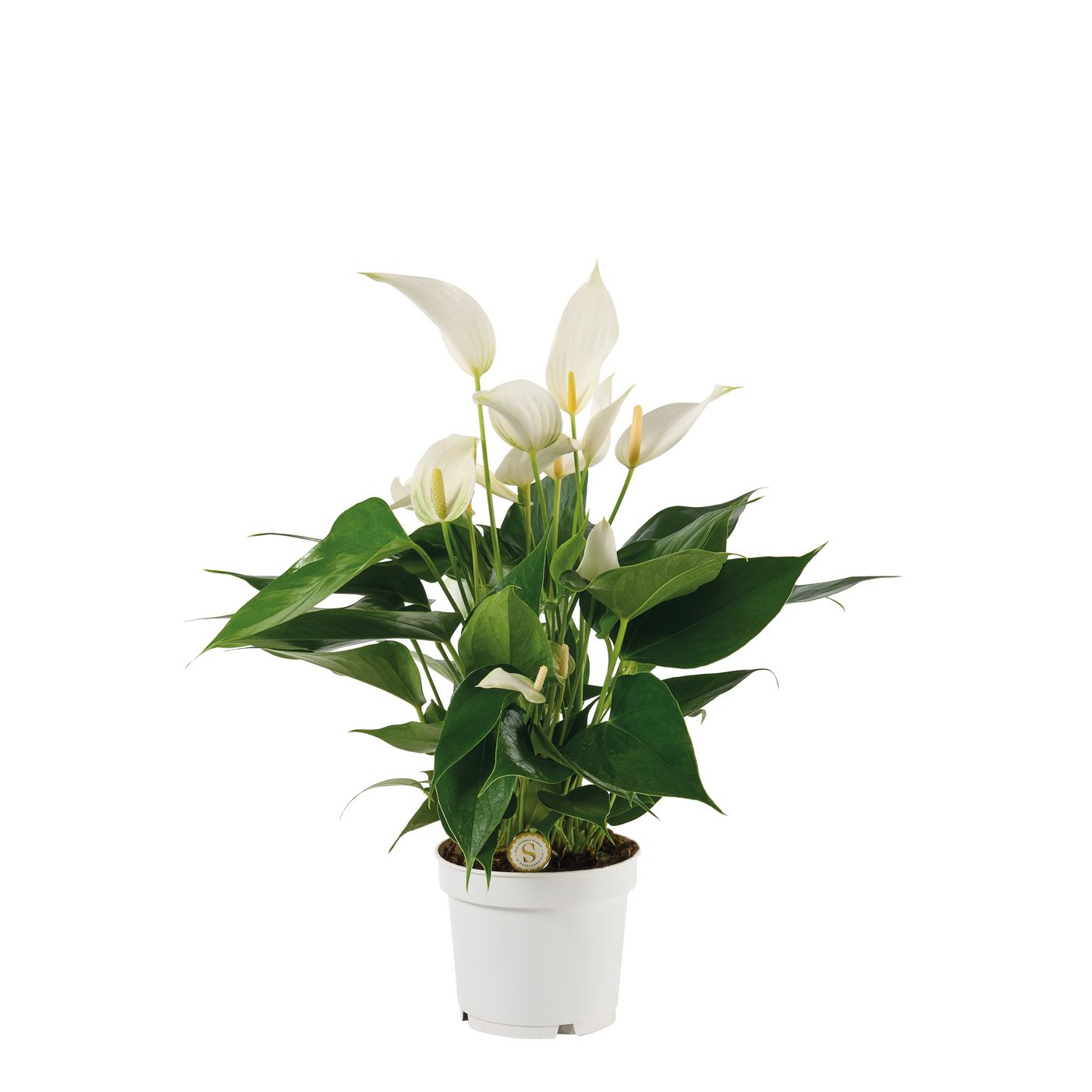 Planta naturala White H40cm Anthurium Mille Fleurs Cava PS12/ in pamant