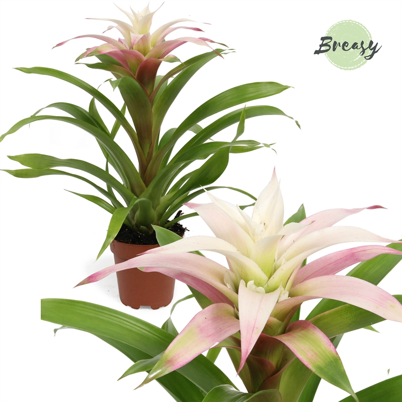 Planta naturala White H42cm Guzmania Deseo Magical white PS12/ in pamant