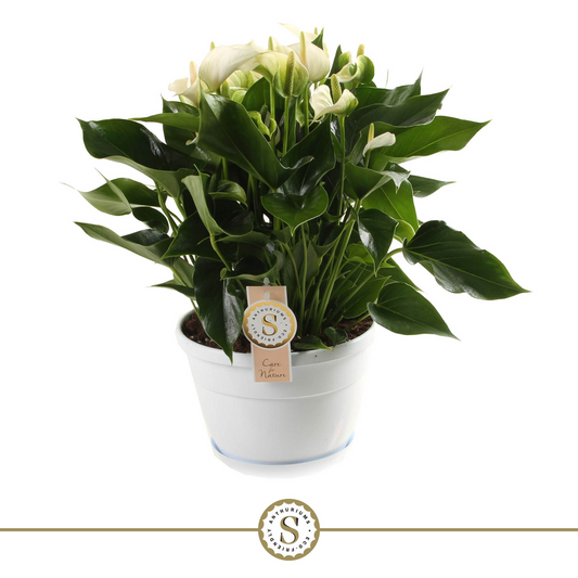Planta naturala White H45cm Anthurium White Champion PS20/ in pamant