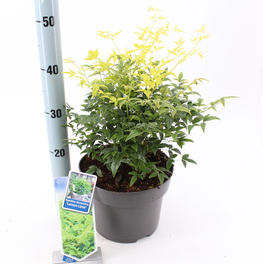 Planta naturala White H45cm Nandina domestica Lemon & Lime PS23/ in pamant