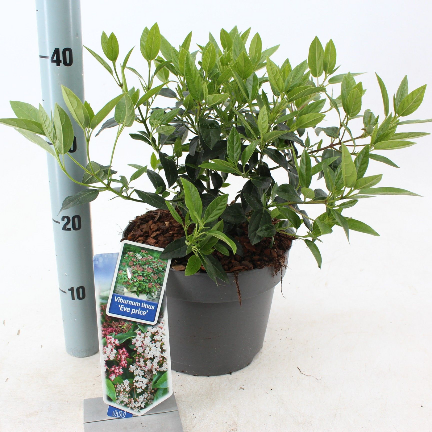 Planta naturala White H45cm Viburnum tinus 'Eve Price' PS23/ in pamant