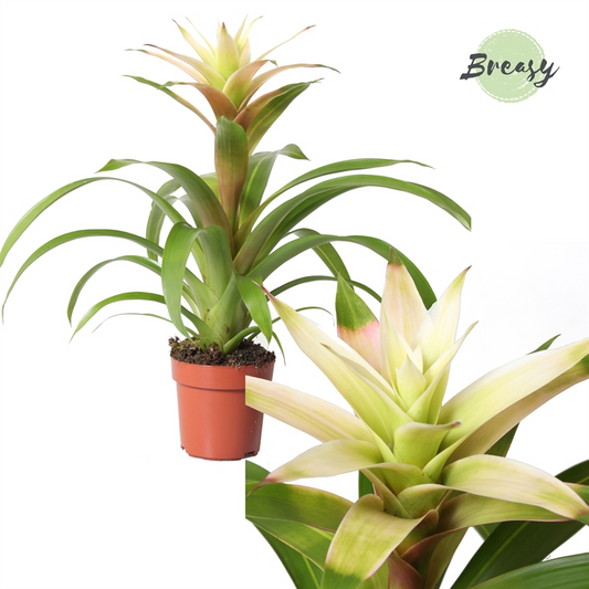 Planta naturala White H48cm Guzmania Suerte White PS12/ in pamant