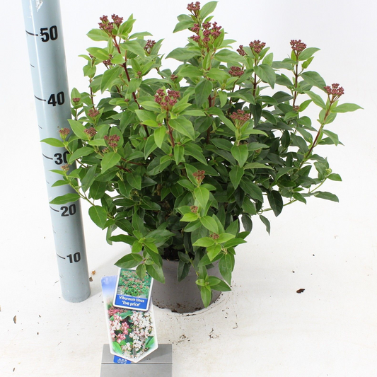 Planta naturala White H50cm Viburnum tinus 'Eve Price' PS19/ in pamant