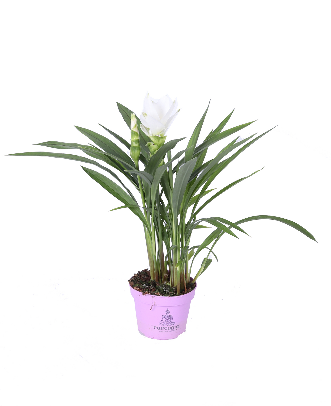 Planta naturala White H55cm Curcuma alismatifolia Siam Sisto PS12/ in pamant