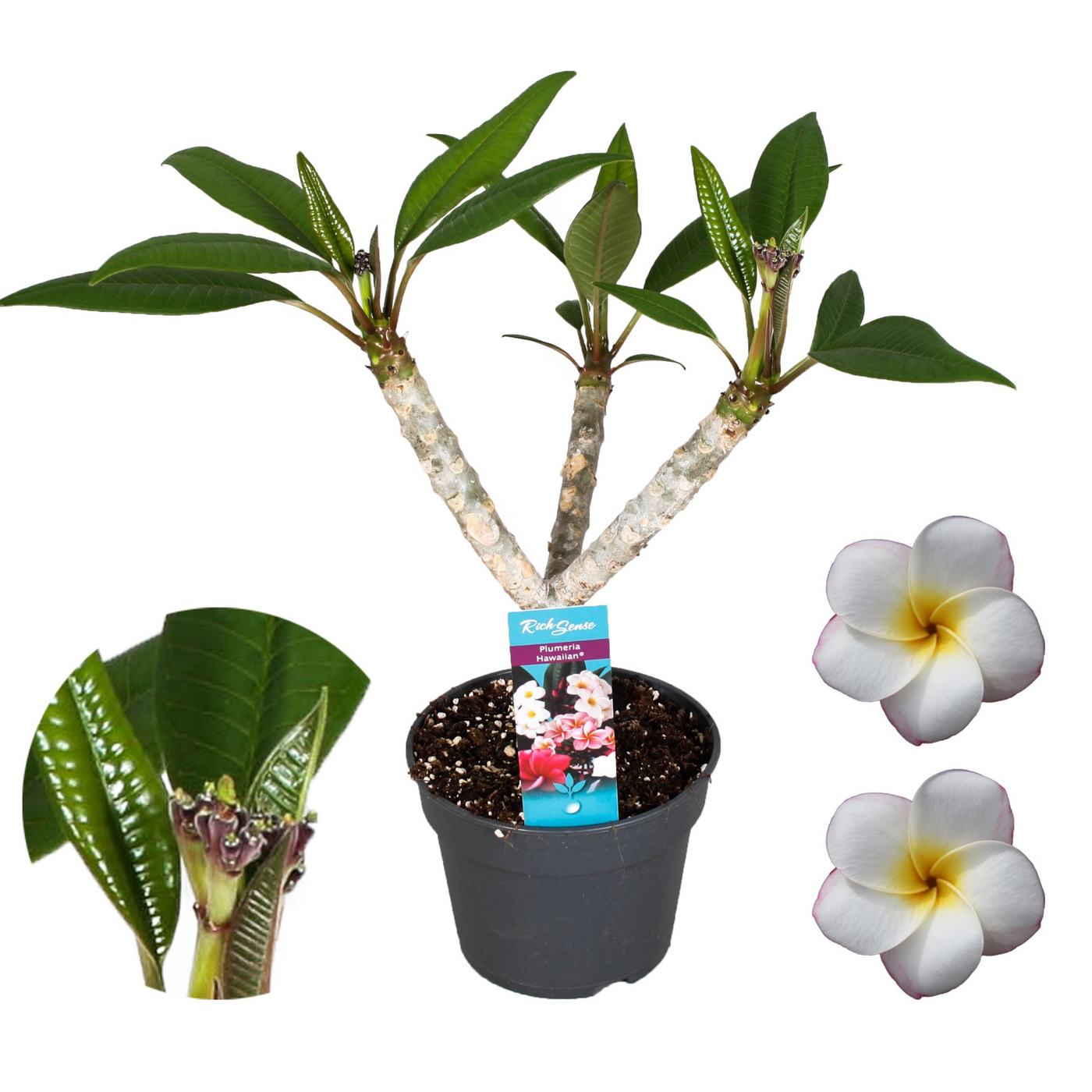 Planta naturala White H65cm Plumeria Hawaiian PS17/ in pamant