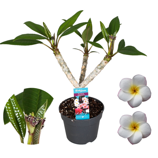 Planta naturala White H65cm Plumeria Hawaiian PS17/ in pamant